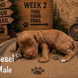 Diesel - Red male Australian Labradoodle puppy in Eastover, North Carolina from Joyful Hearts Australian Labradoodles