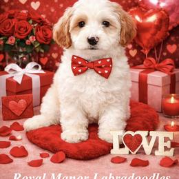 Boy 1 - Tri-color male Australian Labradoodle puppy in Florence, New Jersey from Royal Manor Labradoodles