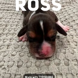 Beagle Puppies from Double X Beagles