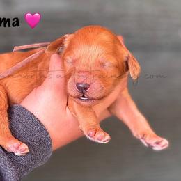 Wilma - Apricot female Goldendoodle puppy in Lancaster, Minnesota from North Star Dog Training