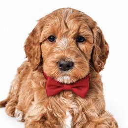 Winston - Apricot male Poodle puppy in Chicago, Illinois from Urbane Retrievers