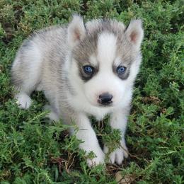 Boy red (spots on his back) - Gray and white male Siberian Husky puppy in Mccool Junction, Nebraska from Sininger Lagoon