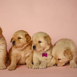Golden Retriever Puppies from SmallTown Golden Retrievers
