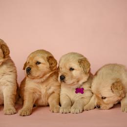 Golden Retriever Puppies from SmallTown Golden Retrievers