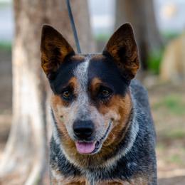 Grace - Australian Cattle Dog