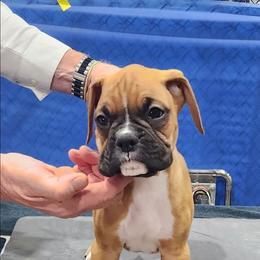 Jesse - Fawn male Boxer puppy in Toledo, Ohio from Julie Wilmore Olympic Boxers