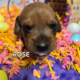 Rose-wirehair - Red female Dachshund puppy in Blair, Oklahoma from North Fork Doxies-Okla