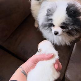 Merle boy - Blue merle male Pomeranian puppy in Milwaukee, Wisconsin from Dolcebellezza’s Poms