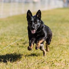 Minnie - German Shepherd