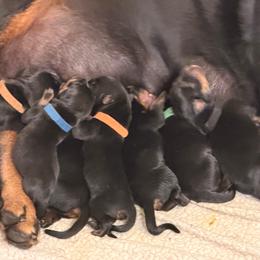 Boy 6 - Black and mahogany male Rottweiler puppy in Gulf Breeze, Florida from Von Ratermann Rottweilers