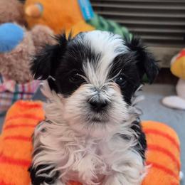 Holstein - Black & white male Maltipoo puppy in Sidney, Maine from Snow Pond Farm