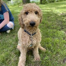Betty - Goldendoodle