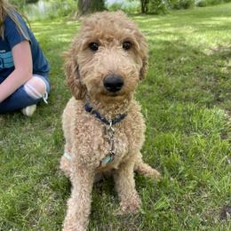 Betty - Goldendoodle