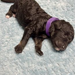 Labradoodle Puppies from Mud Puppies