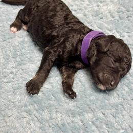 Labradoodle Puppies from Mud Puppies