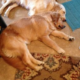 Golden Retriever All Grown Up from GC Goldens