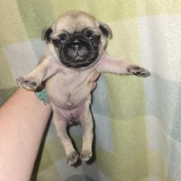 Isla - Fawn female Pug puppy in Auburn, Kentucky from Prentice Family Pugs