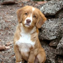 Boy 1 - Red gold male Nova Scotia Duck Tolling Retriever puppy in Guthrie, Oklahoma from Stellar Kennels
