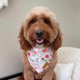Chilli - Goldendoodle