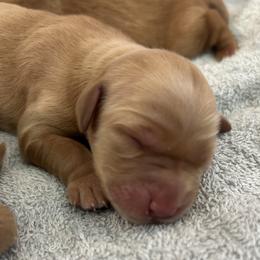 Girl 3 - Dark golden female Golden Retriever puppy in Pocatello, Idaho from Royal Red Retrievers