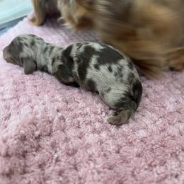 Auto - Dapple female Dachshund puppy in Yucaipa, California from Motorhead Dachshunds