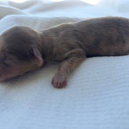Simone - Dapple female Dachshund puppy in Sebring, Florida from Mini Weenies