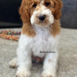 Oscar-Petite - Parti male Goldendoodle puppy in Milford, Indiana from Railway Acres Kennel