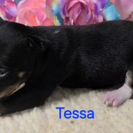 Tessa - Black tan and white female Rat Terrier puppy in Divide, Colorado from Outlaw Farm and Kennel