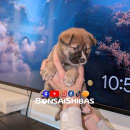 Bora - Red male Shiba Inu puppy in Minnesota from BonsaiShibas