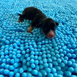 Bitty Pumpkin - Black and cream female Dachshund puppy in Wolf Lake, Indiana from Canisteo Dachshunds