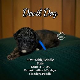 Devil Dog - Sable male Poodle puppy in Pink Hill, North Carolina from Boodle's Standard Poodles