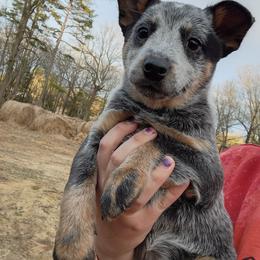Boy 2 - Blue male Australian Cattle Dog puppy in Bradford, Arkansas from Cedar Rock Heelers and Kelpies