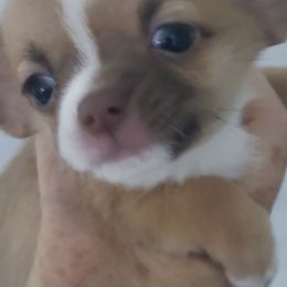 Charlie - Chocolate and white male Chihuahua puppy in Nc, Florida from Brusseluv2