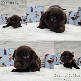 Hermey - Chocolate male Labrador Retriever puppy in Boyd, Minnesota from Lindley Labradors