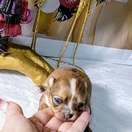 Sugarplum - Red and white female Chihuahua puppy in Redding, California from Akc ivy league chihuahua .  Com