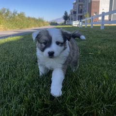 Icelandic Sheepdog Puppies from Tobiasson icie