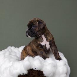 Red - Brindle male Boxer puppy in Catlett, Virginia from Honey and Coal Kennels