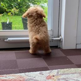 Poodle Puppies from KC Poodles of PA