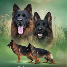 Male 2 - Black and red male German Shepherd puppy in Winchester, Kentucky from Drache Feld