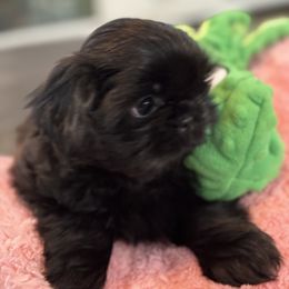 Cavapoo and Shihpoo Puppies from Haus of Doodles