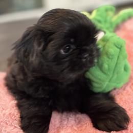 Cavapoo and Shihpoo Puppies from Haus of Doodles