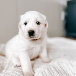 Girl 2 -winter - maroon collar - White Great Pyrenees puppy in New Palestine, Indiana from Hitchcock Homestead