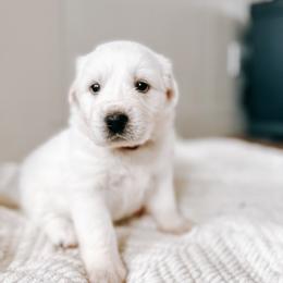 Girl 2 -winter - maroon collar - White Great Pyrenees puppy in New Palestine, Indiana from Hitchcock Homestead