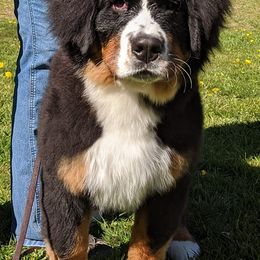 Bernese Mountain Dogs from Lavender Hill Bernese