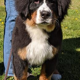 Bernese Mountain Dogs from Lavender Hill Bernese
