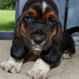 Girl 2 - Basset Hound puppy in Texas from Basset Hounds of Jacksboro, Tx