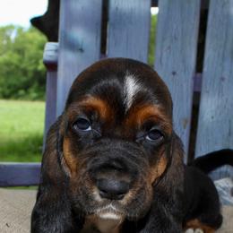 Girl 2 - Basset Hound puppy in Texas from Basset Hounds of Jacksboro, Tx