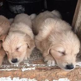 Golden Retrievers from Weaver Dairy Goldens