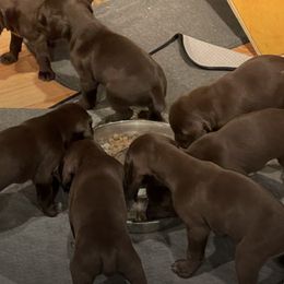 German Shorthaired Pointers from Zuba's GSP