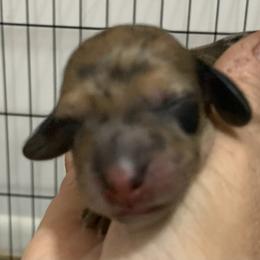 Male 2 dark chocolate dapple smooth coat - Dapple male Dachshund puppy in Bethany, Connecticut from Mardox Dachshunds
